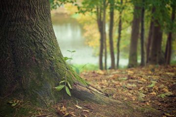 Comment enlever les souches d'arbres à l'aide d'un Mattock