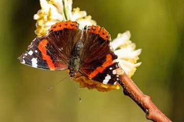 Comment fabriquer vos propres pièges à colle pour insectes