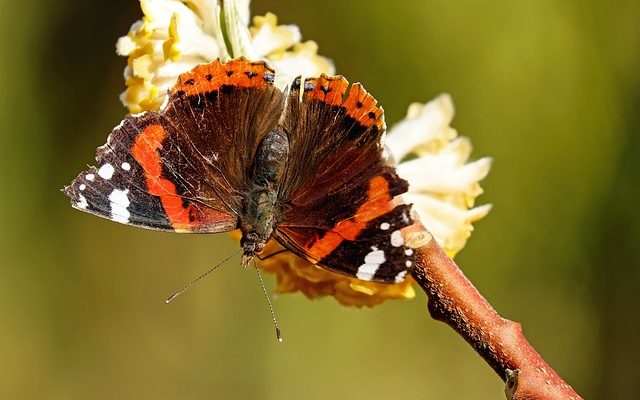 Comment fabriquer vos propres pièges à colle pour insectes