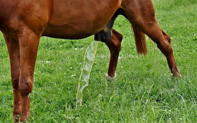 Comment neutraliser une forte odeur d'urine chez l'homme ?