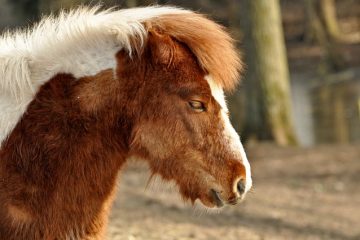 Comment prendre soin d'un poney Shetland