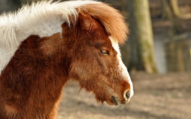 Comment prendre soin d'un poney Shetland