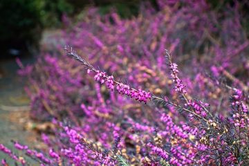 Comment prendre soin d'une plante de bruyère Erica Heather