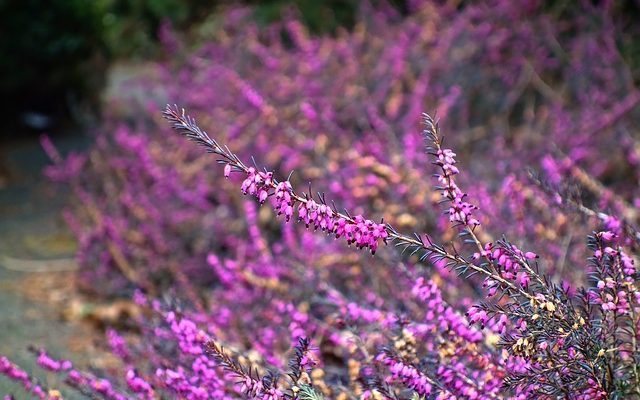 Comment prendre soin d'une plante de bruyère Erica Heather