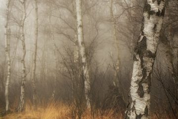 Comment préparer un mélange d'empotage sans sol