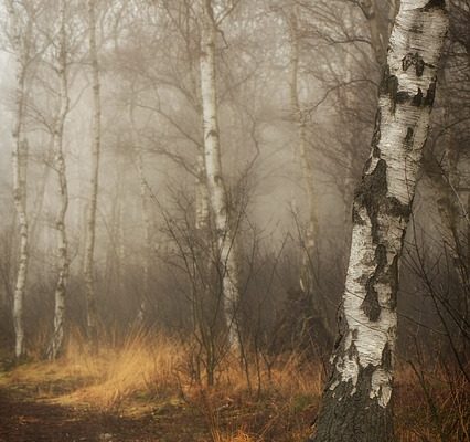 Comment préparer un mélange d'empotage sans sol