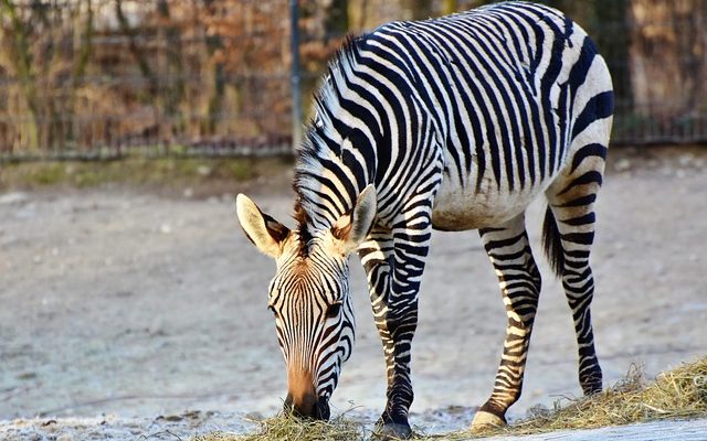 Comment réaliser un projet Zebra en 3D