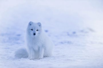 Comment repousser un renard qui continue d'arriver chez vous ?