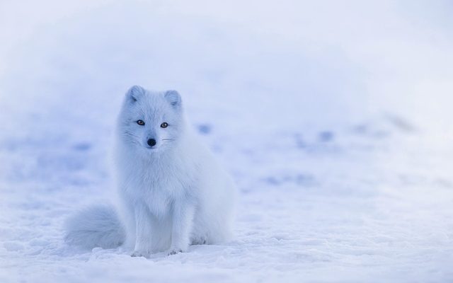 Comment repousser un renard qui continue d'arriver chez vous ?