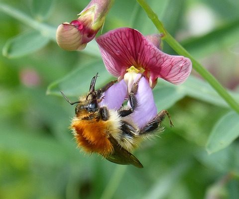 Comment se débarrasser de l'odeur d'œufs pourris