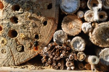 Comment se débarrasser des insectes foreurs du bois