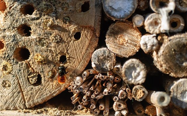 Comment se débarrasser des insectes foreurs du bois