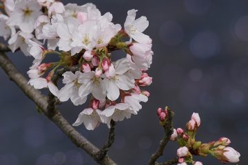 Comment tailler les cerisiers japonais