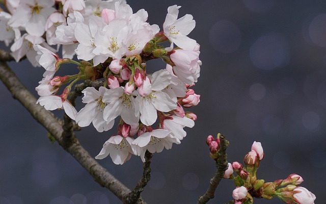 Comment tailler les cerisiers japonais
