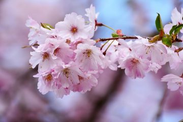 Comment tuer un arbre d'ambre liquide