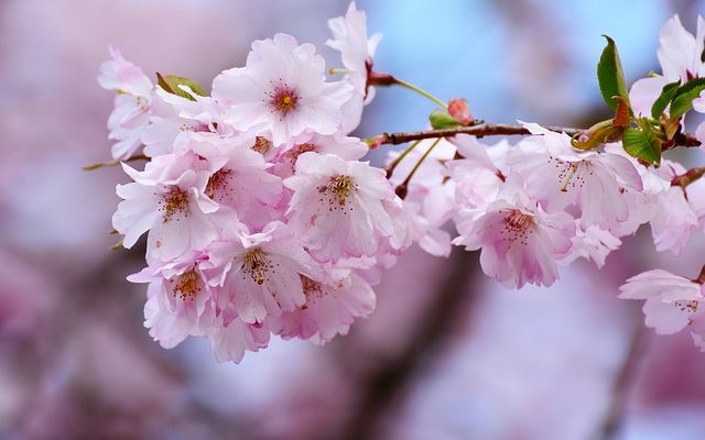 Comment tuer un arbre d'ambre liquide