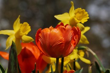 Couleurs apaisantes et sensorielles des murs de la pièce