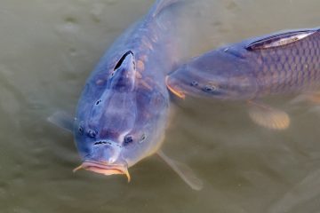 Cycle de vie des poissons d'étang