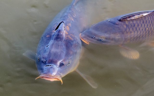 Cycle de vie des poissons d'étang