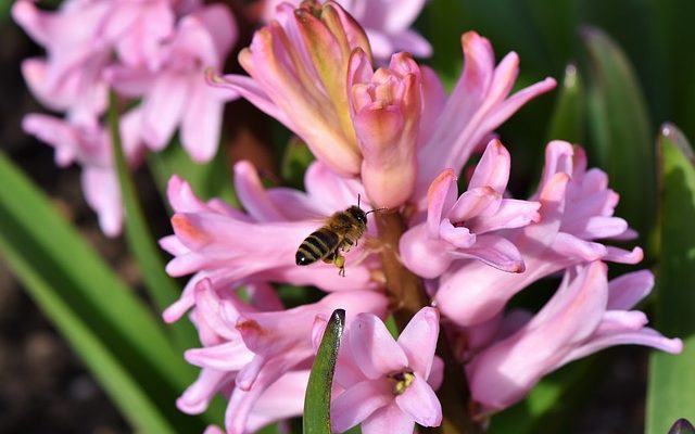 Décrire le processus de pollinisation et de fertilisation dans les plantes à fleurs.