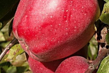 Effets de l'abus de drogues sur le fœtus à naître