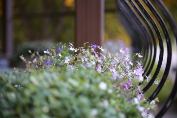 Est-ce que Lobelia est une plante à plein soleil ?