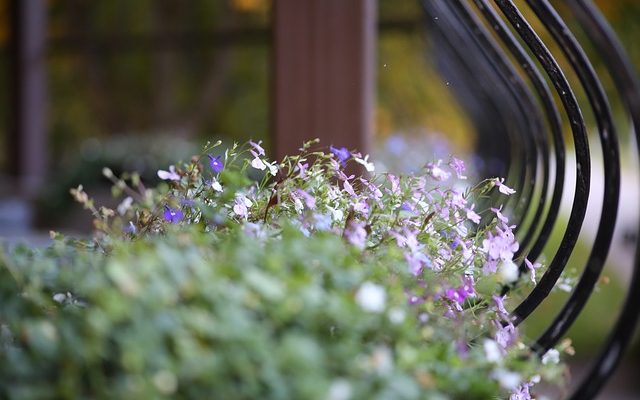 Est-ce que Lobelia est une plante à plein soleil ?