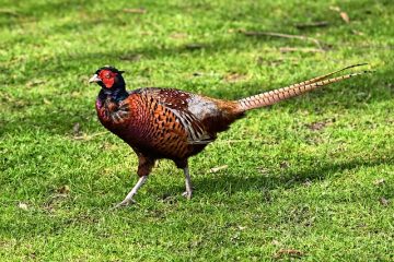 Façons de cuire les hamburgers de chevreuil