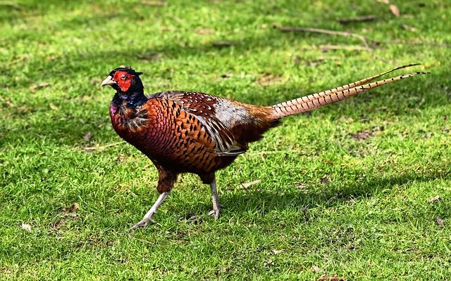 Façons de cuire les hamburgers de chevreuil