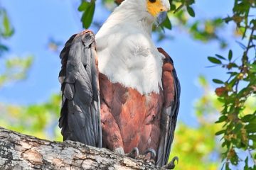 Faits sur les animaux de la forêt amazonienne