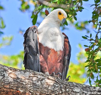 Faits sur les animaux de la forêt amazonienne