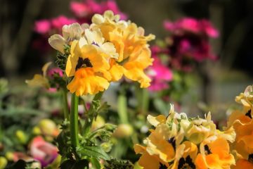 Fleurs de némésia