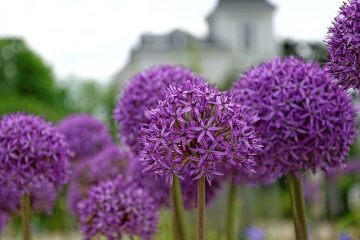 Fleurs vivaces à croissance lente