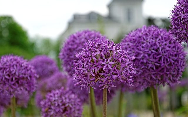 Fleurs vivaces à croissance lente