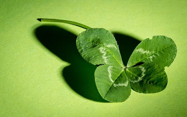 Instructions d'entretien de la plante Shamrock