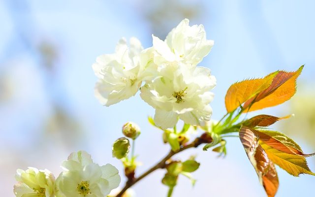 Le curcuma comme remède contre la rosacée