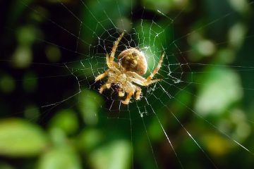 Les araignées communes en Afrique du Sud