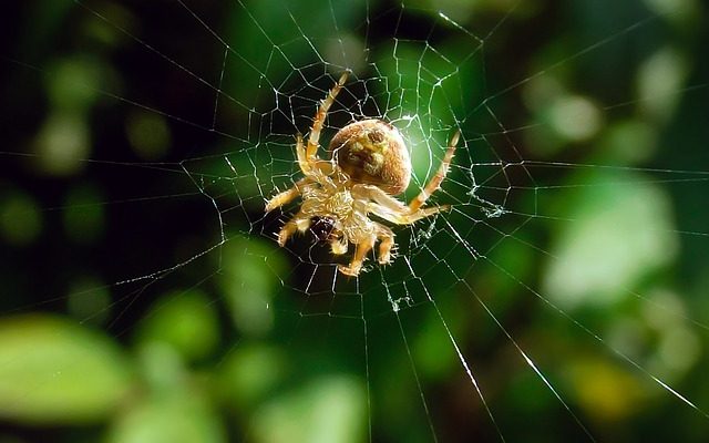 Les araignées communes en Afrique du Sud