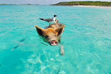 Les avantages et les inconvénients du tourisme aux Bahamas