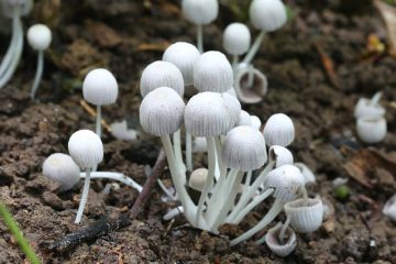 Les champignons sauvages qui poussent autour des chênes.