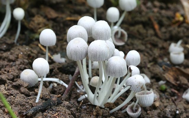 Les champignons sauvages qui poussent autour des chênes.