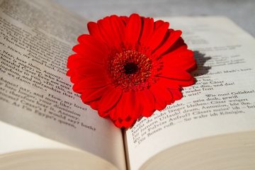 Les gerberas fleurissent-elles toute l'année ?