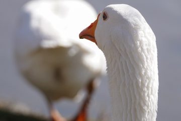 Les inconvénients des questions fermées