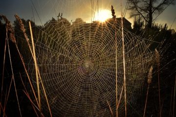 Les objets ménagers qui repoussent les araignées.