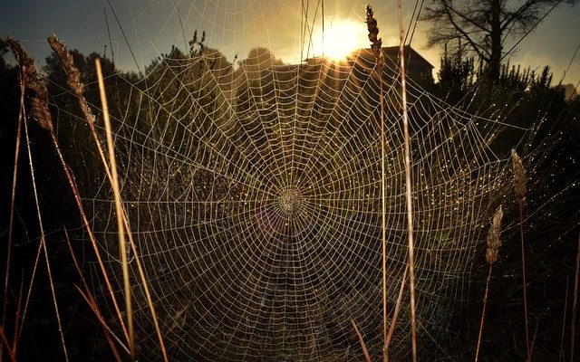 Les objets ménagers qui repoussent les araignées.