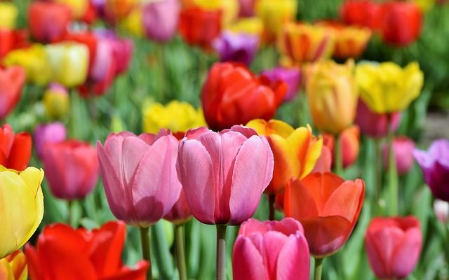 Parties de fleurs d'une tulipe
