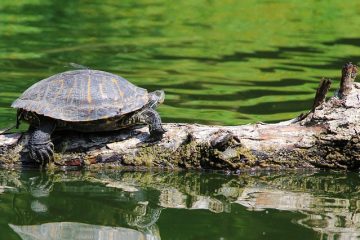 Petites tortues de la taille d'un quart de la taille d'un quart de tortue qui restent petites.