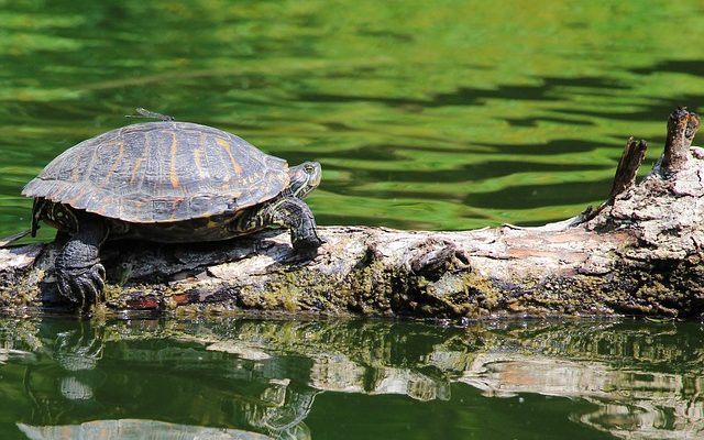 Petites tortues de la taille d'un quart de la taille d'un quart de tortue qui restent petites.