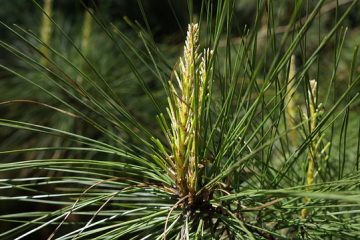 Plantes qui poussent sous les pins