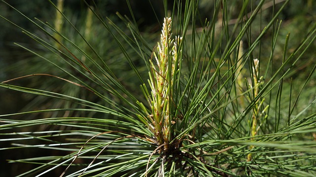 Plantes qui poussent sous les pins